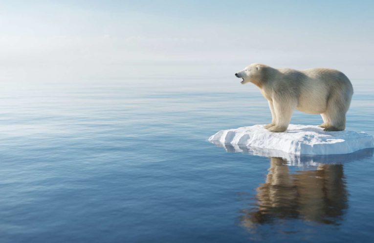 l'inquietude des ours blancs avec le réchauffement climatique dans les banquises