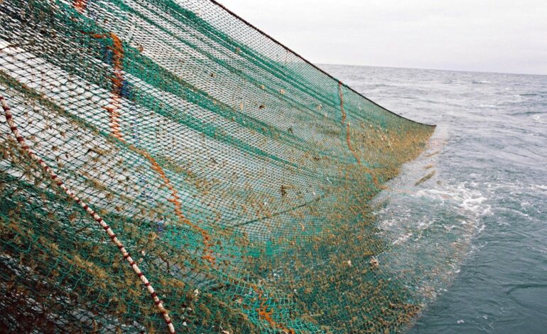 LE TRAITÉ DE PROTECTION DE LA BIODIVERSITÉ SUR LA HAUTE MER RATIFIÉ