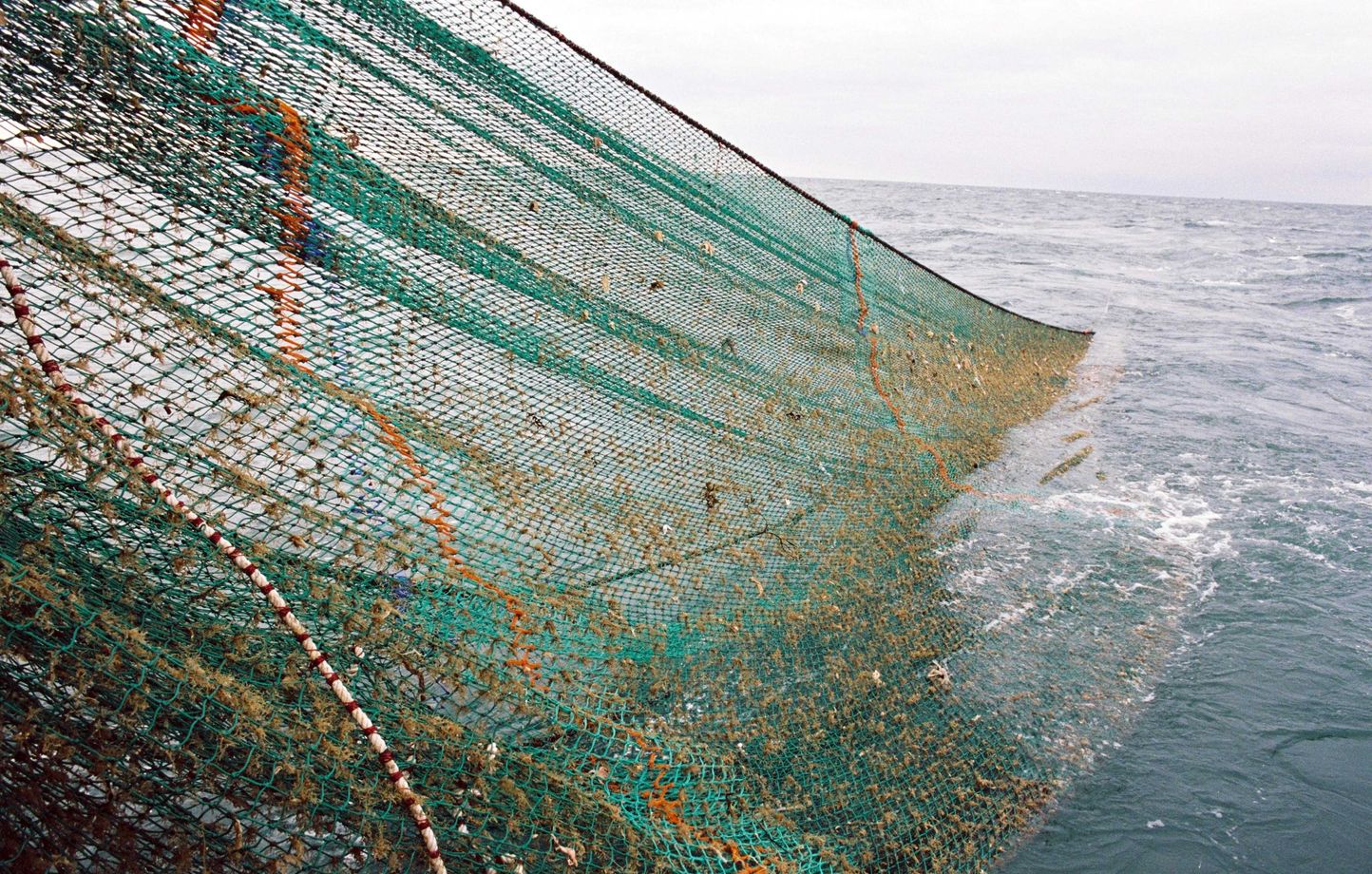 LE TRAITÉ DE PROTECTION DE LA BIODIVERSITÉ SUR LA HAUTE MER RATIFIÉ