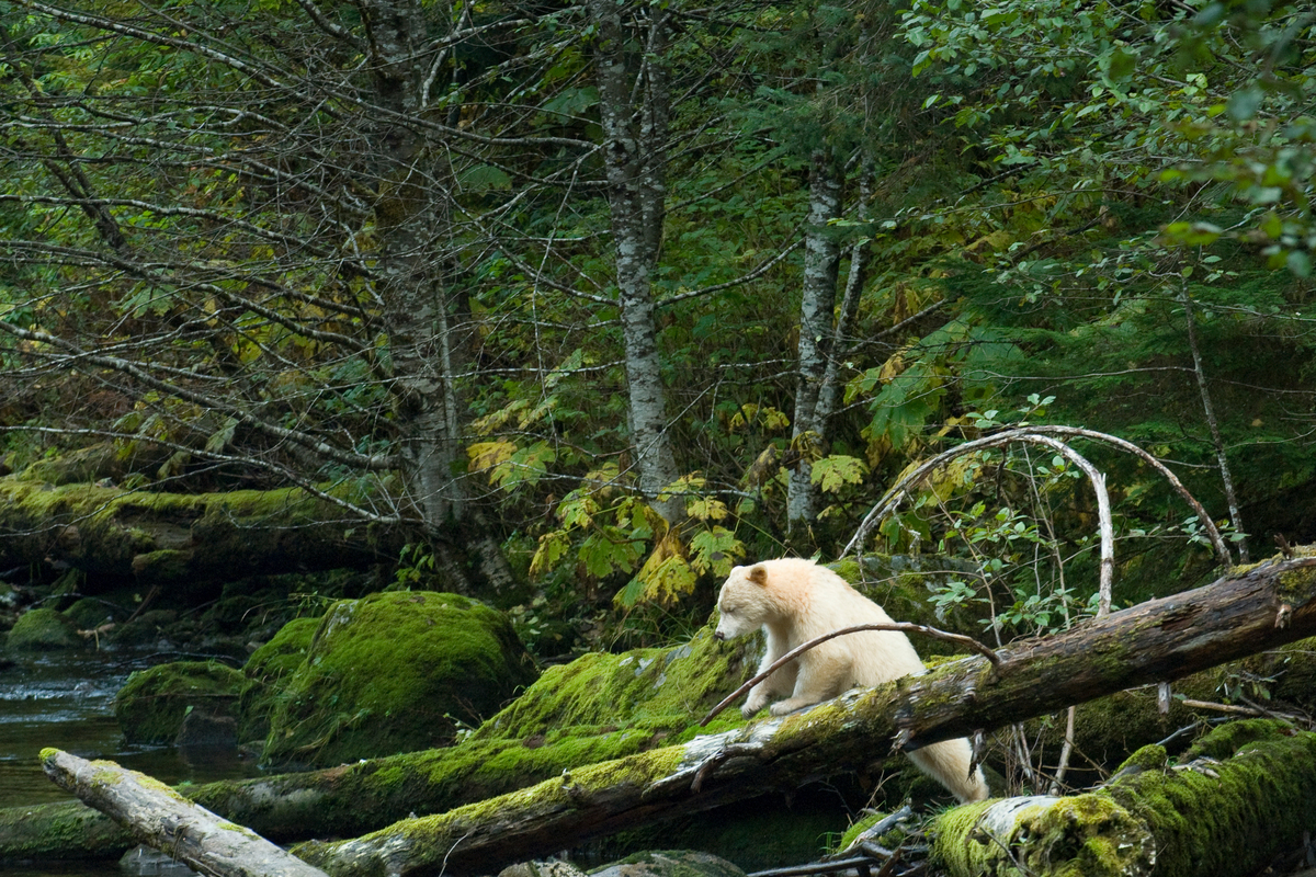 Le Canada annonce un plan 3,8 milliards de dollars pour la protection de la nature
