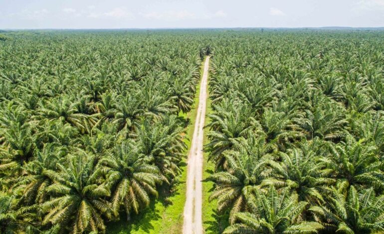 Le défi de l’huile de palme durable