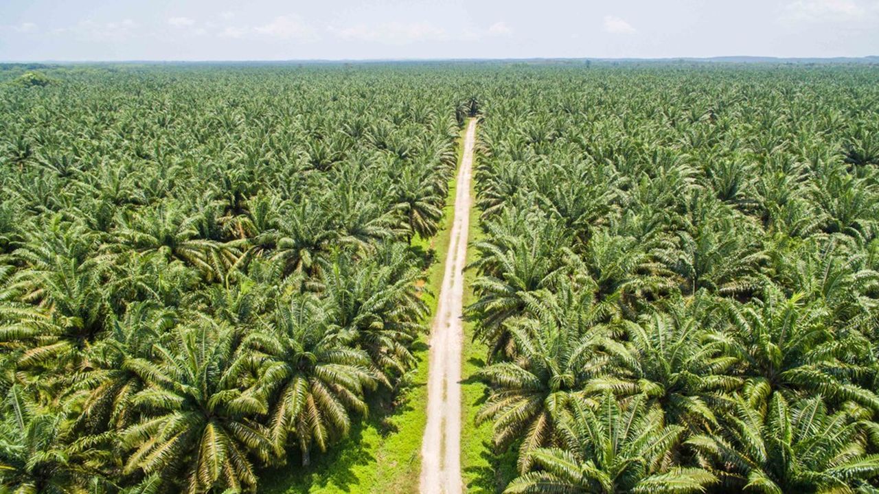 Le défi de l’huile de palme durable
