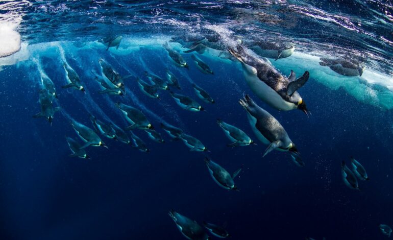 La protection marine en Antarctique : Un défi pour l&rsquo;humanité