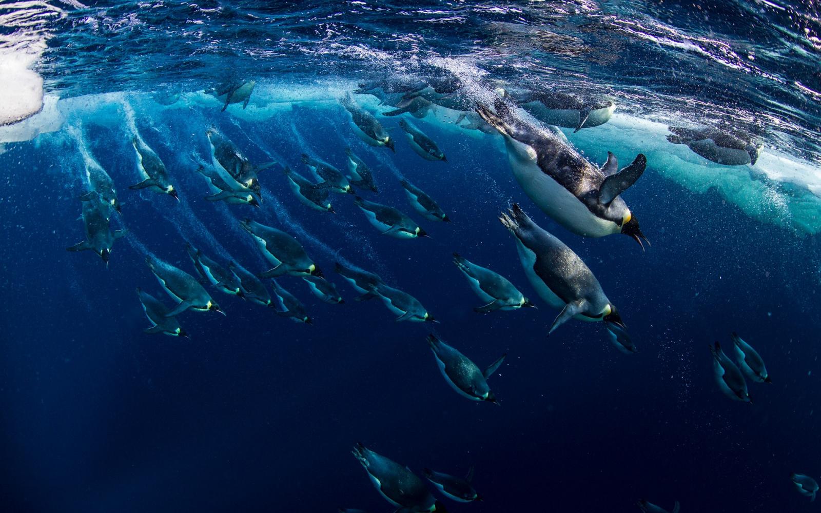 La protection marine en Antarctique : Un défi pour l&rsquo;humanité