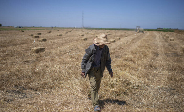 Au Maroc, l&rsquo;agriculture reprend des couleurs après des années de sécheresse