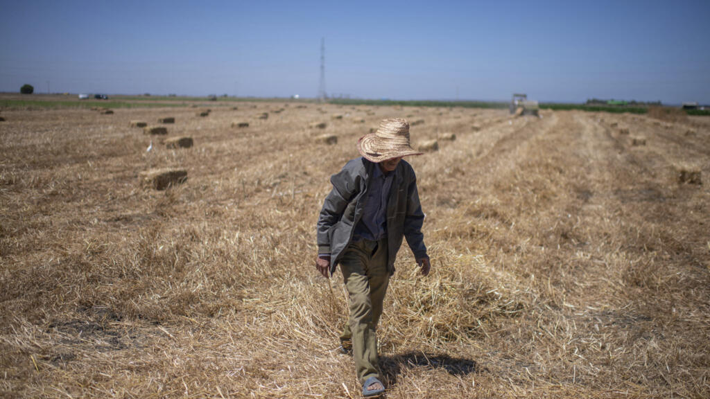 Au Maroc, l&rsquo;agriculture reprend des couleurs après des années de sécheresse