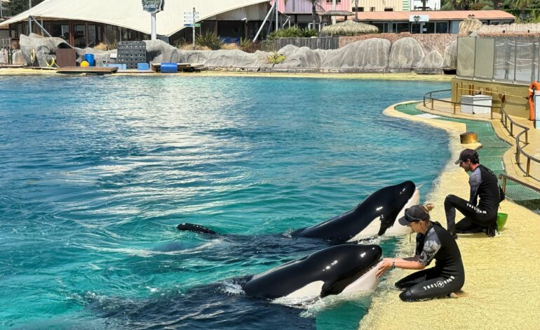 AVENIR DES CÉTACÉS DE MARINELAND : LE GOUVERNEMENT FRANCAIS ACTE LEUR TRANSFERT