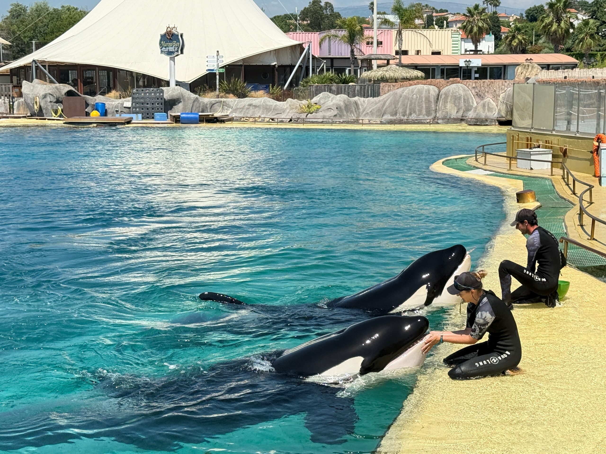AVENIR DES CÉTACÉS DE MARINELAND : LE GOUVERNEMENT FRANCAIS ACTE LEUR TRANSFERT
